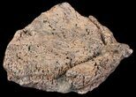 Ankylosaur Scute - Alberta (Disposition #-) #71692-1